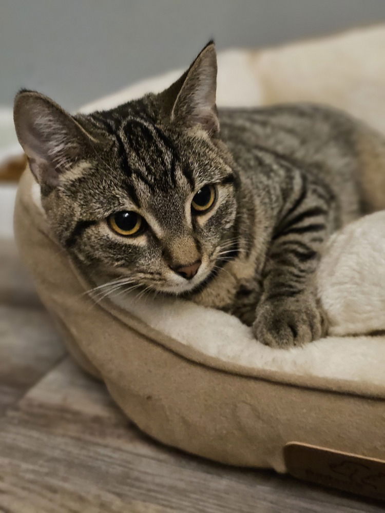 adoptable Cat in Springdale, PA named Lizard 