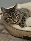 adoptable Cat in Springdale, PA named Lizard "Lizzie" (Bonded with Salmon)