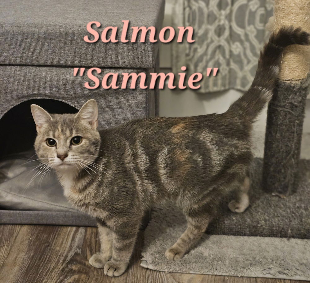 adoptable Cat in Springdale, PA named Salmon 