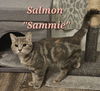 adoptable Cat in Springdale, PA named Salmon "Sammie" (bonded with Lizard "Lizzie")