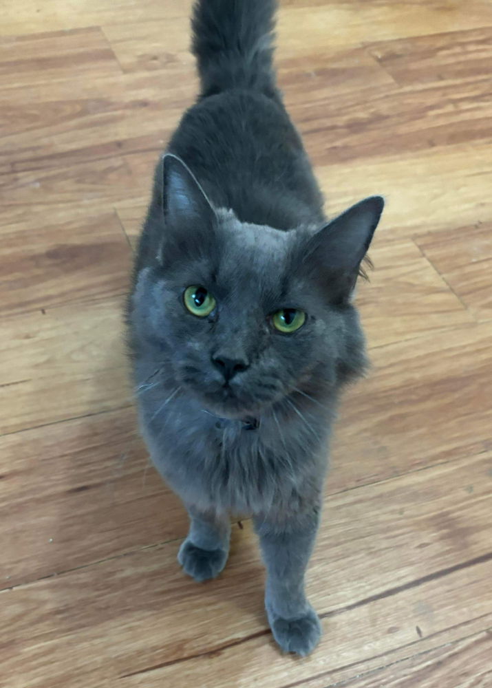 adoptable Cat in Springdale, PA named Mr. Annabelle