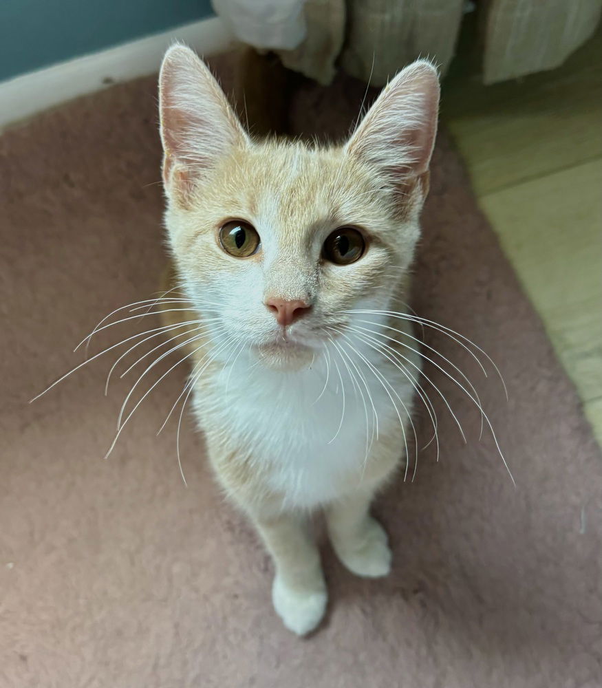 adoptable Cat in Springdale, PA named Parker