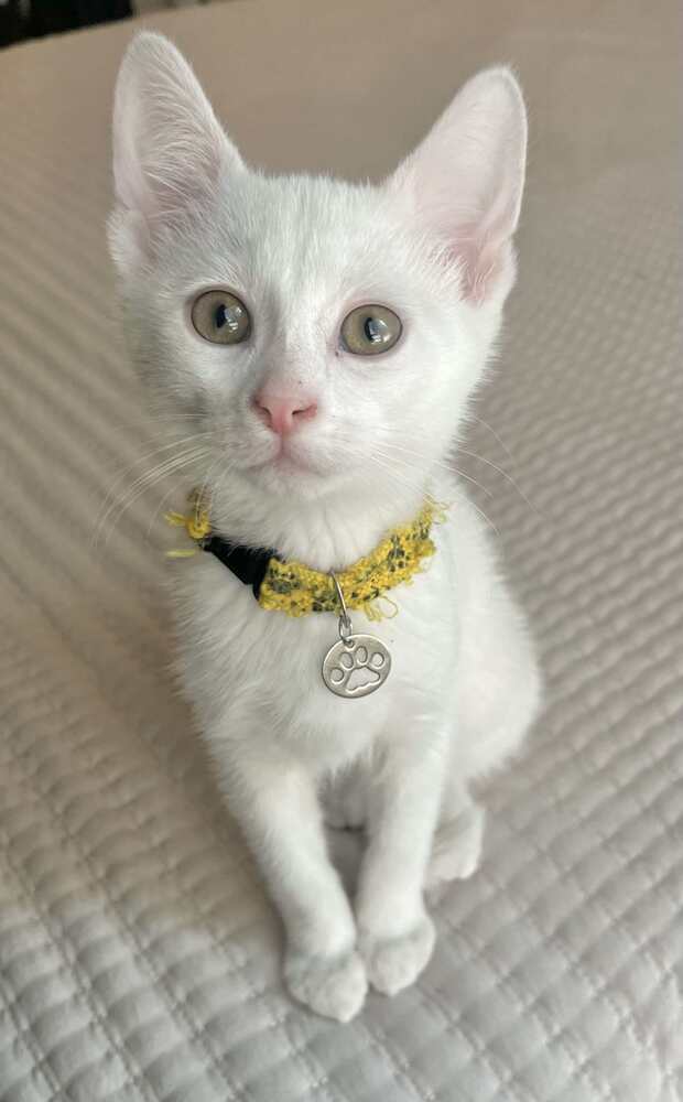 adoptable Cat in Springdale, PA named Leonard Hofstadter