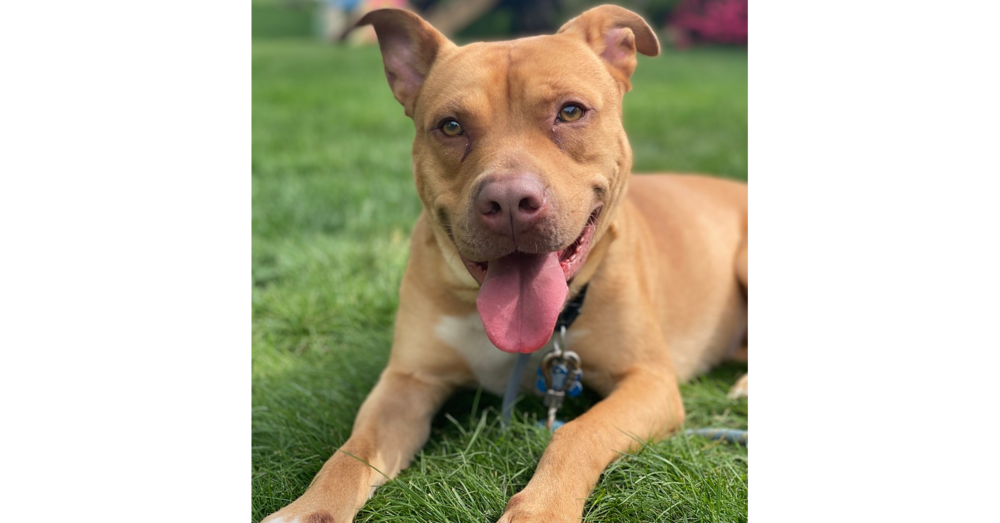 adoptable Dog in Springdale, PA named Atlas