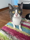 adoptable Cat in springdale, PA named Hera
