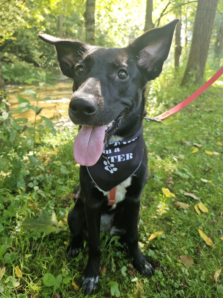 adoptable Dog in Springdale, PA named Willow