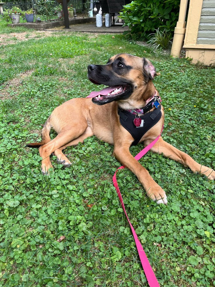 adoptable Dog in Springdale, PA named Rosie/Chloe