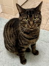 adoptable Cat in springdale, PA named May
