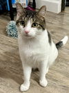 adoptable Cat in  named Stevie
