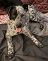 adoptable Dog in  named Jack