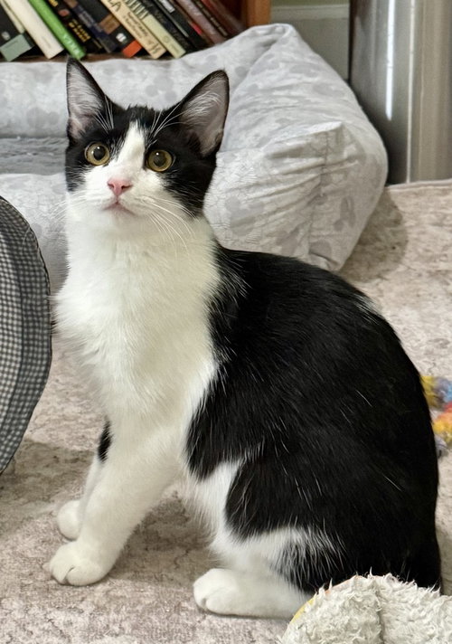picture of the cat needing adoption