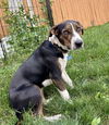 adoptable Dog in springdale, PA named Ethel