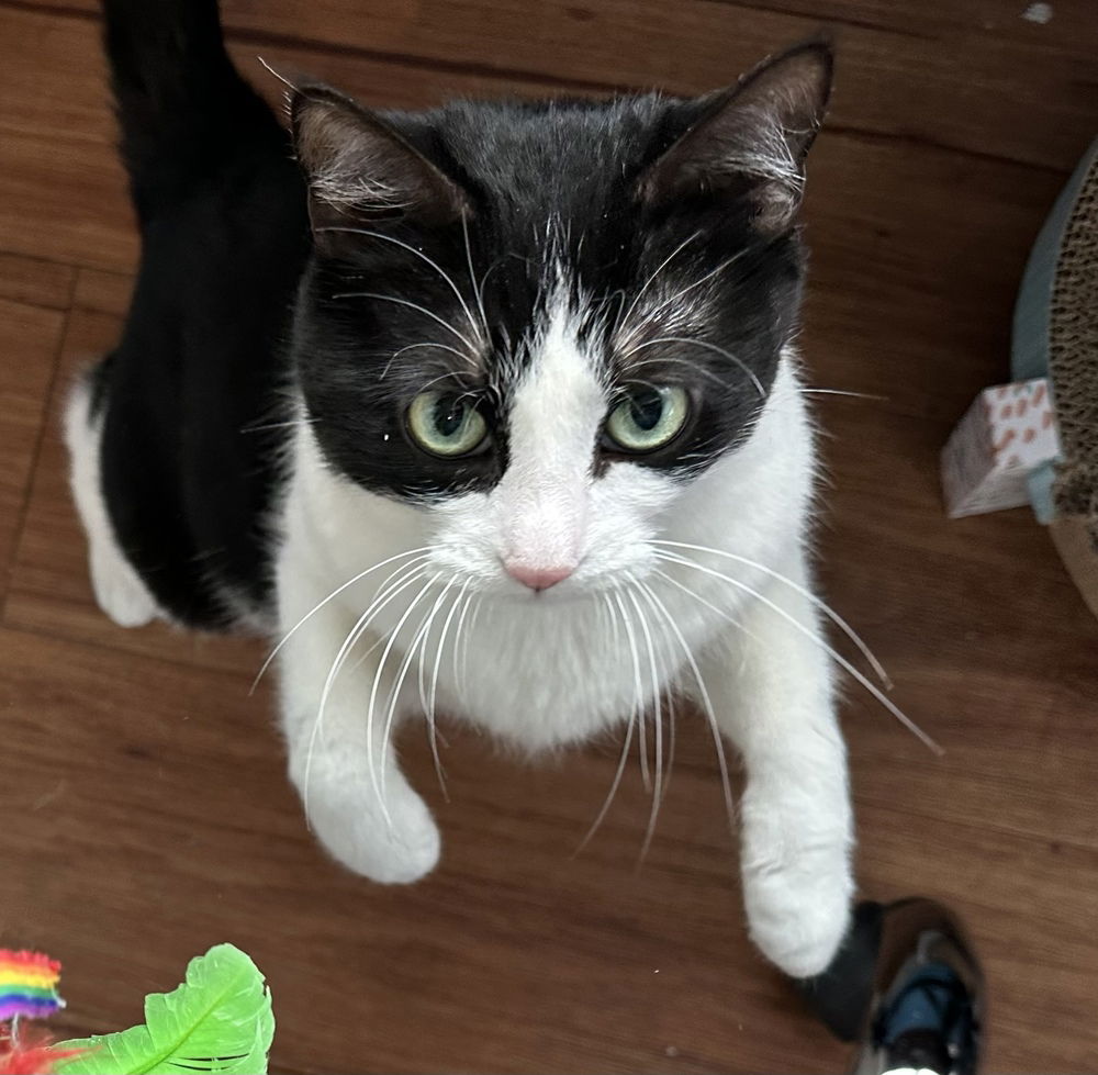 adoptable Cat in Springdale, PA named Jetta