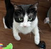 adoptable Cat in springdale, PA named Jetta
