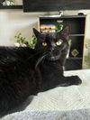 adoptable Cat in springdale, PA named Olive