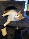 adoptable Cat in Springdale, PA named Colby