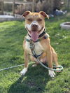 adoptable Dog in  named Abraham