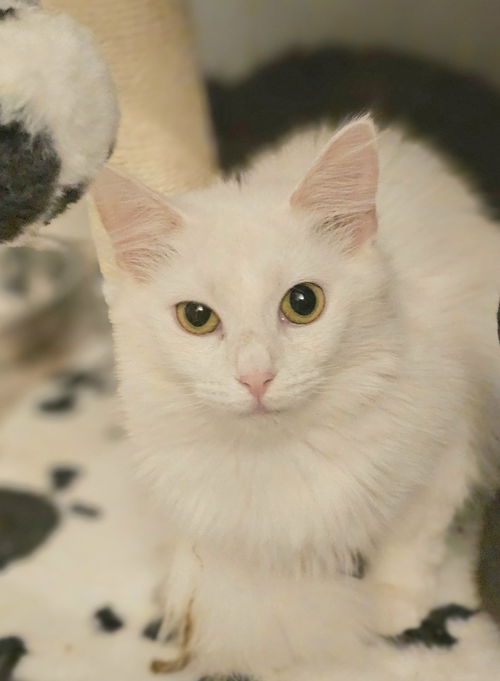 picture of the cat needing adoption