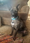 adoptable Dog in springdale, PA named Zuul