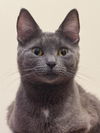 adoptable Cat in Springdale, PA named Coco