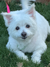adoptable Dog in Springdale, PA named Belle