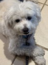 adoptable Dog in Springdale, PA named Apollo
