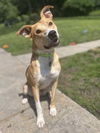 adoptable Dog in springdale, PA named Ivan