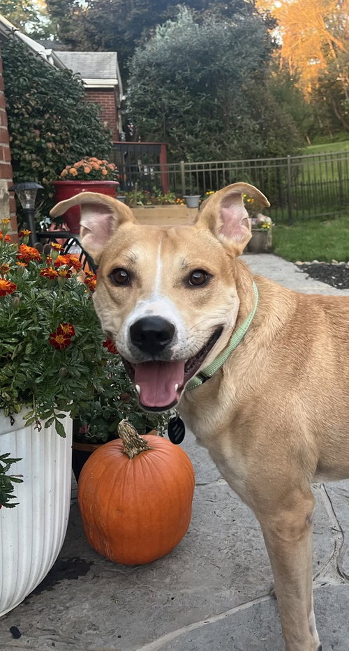 picture of the dog needing adoption