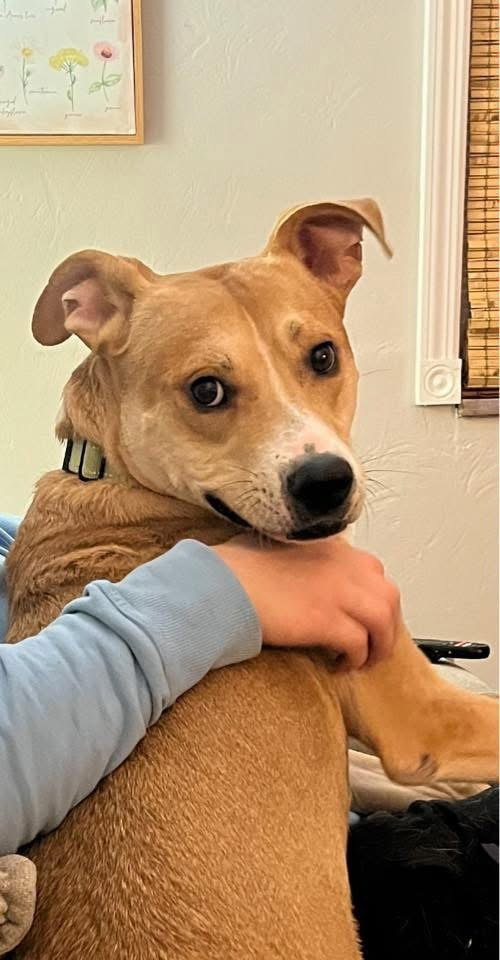 IVAN - Labrador Retriever / Pit Bull Terrier available for adoption
