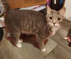 adoptable Cat in  named Mayley