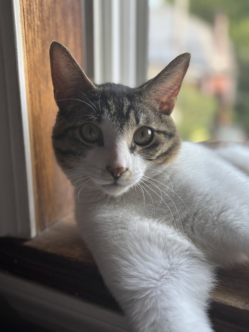 picture of the cat needing adoption