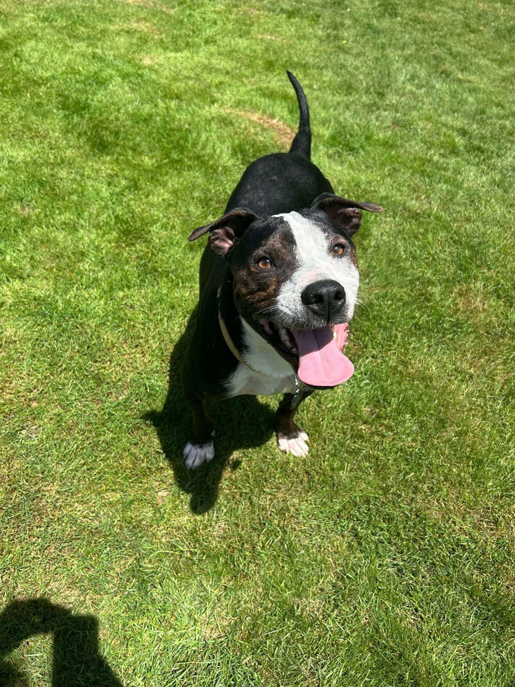 adoptable Dog in Springdale, PA named Harry