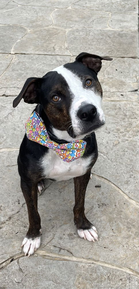 adoptable Dog in Springdale, PA named Harry