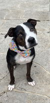 adoptable Dog in springdale, PA named Harry