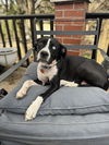 adoptable Dog in  named Rosie