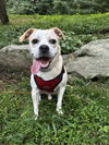 adoptable Dog in  named Marley