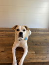 adoptable Dog in springdale, PA named Marley