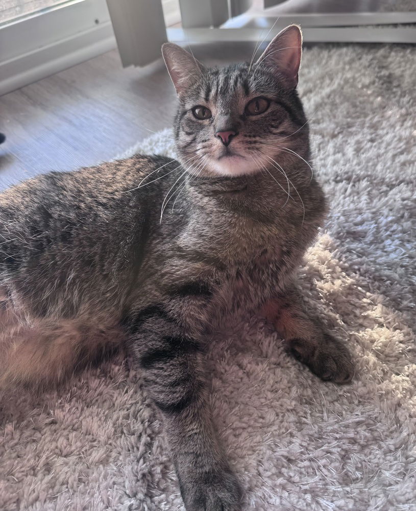 adoptable Cat in Springdale, PA named Haley