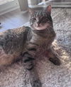 adoptable Cat in , PA named Haley