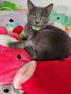 adoptable Cat in springdale, PA named Pickle