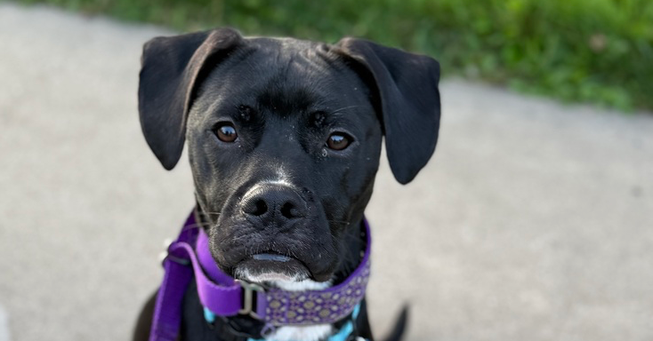 adoptable Dog in Springdale, PA named Luigi