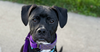 adoptable Dog in , PA named Luigi