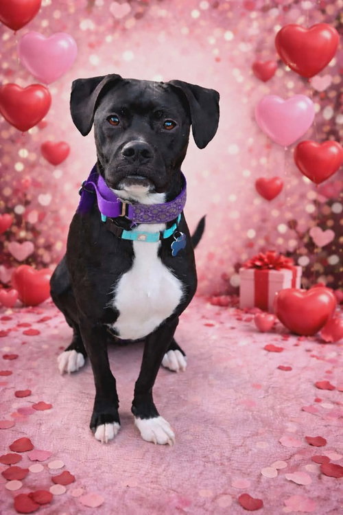 picture of the dog needing adoption