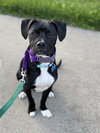 Luigi - Photo 2