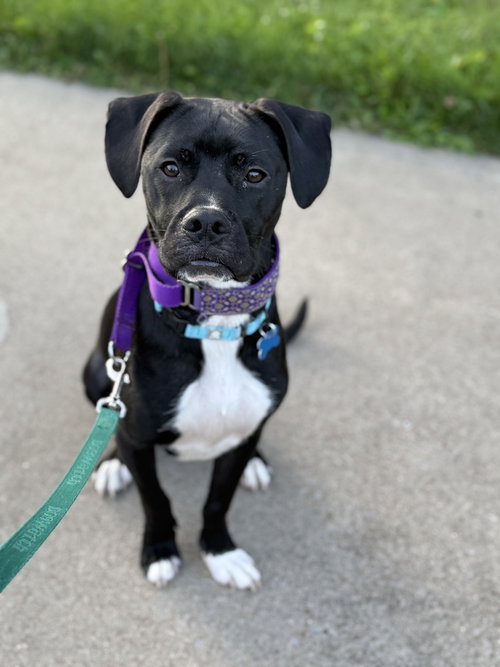 LUIGI - Hound / Hound available for adoption