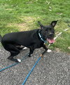 Luigi - Photo 3