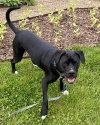 Luigi - Photo 1