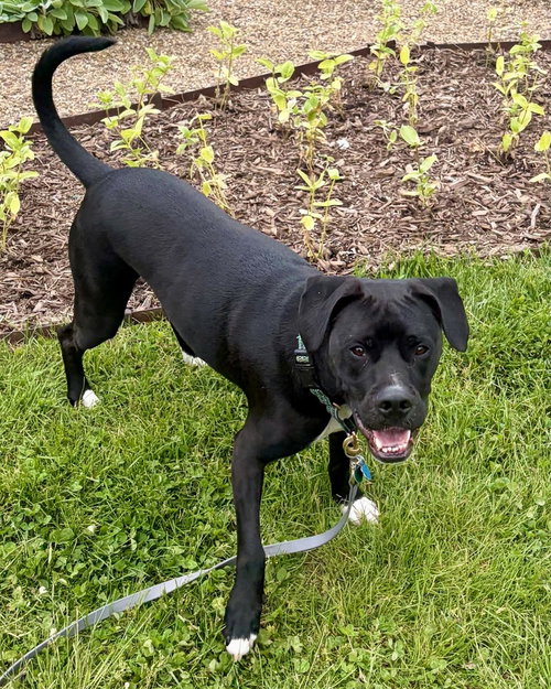 Luigi, an adoptable Hound in Springdale, PA