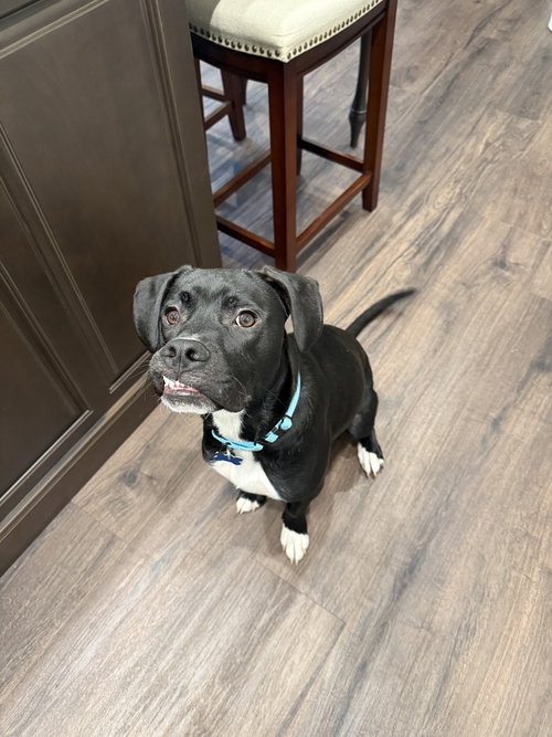 LUIGI - Labrador Retriever / Hound available for adoption