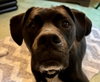 Luigi - Photo 3